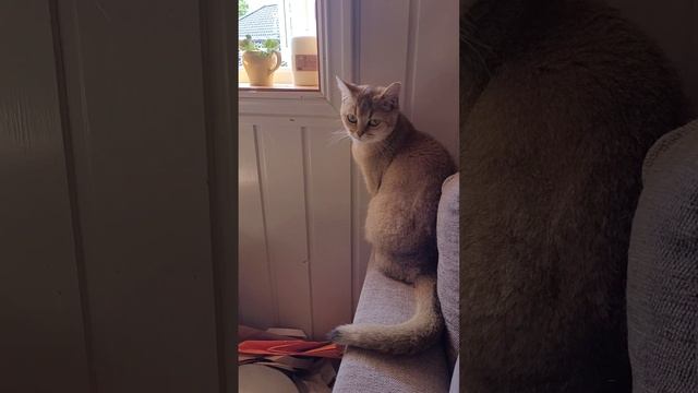 Кошка хочет выйти в окно. Но нельзя ...Кошка в печали ?