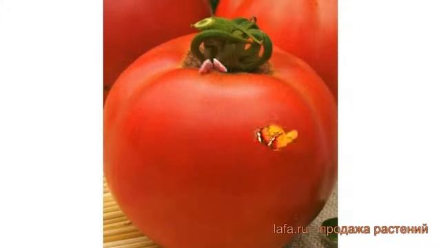 Томат обыкновенный Розанна F1 (rozanna f1) ? Розанна F1 обзор: как сажать, семена томата Розанна F1 смотреть онлайн