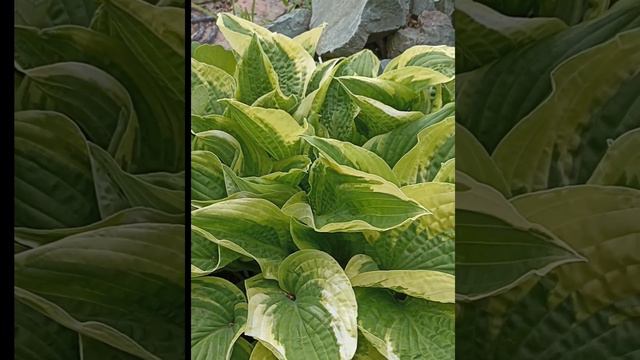 о некоторых сортах хост. смотреть онлайн