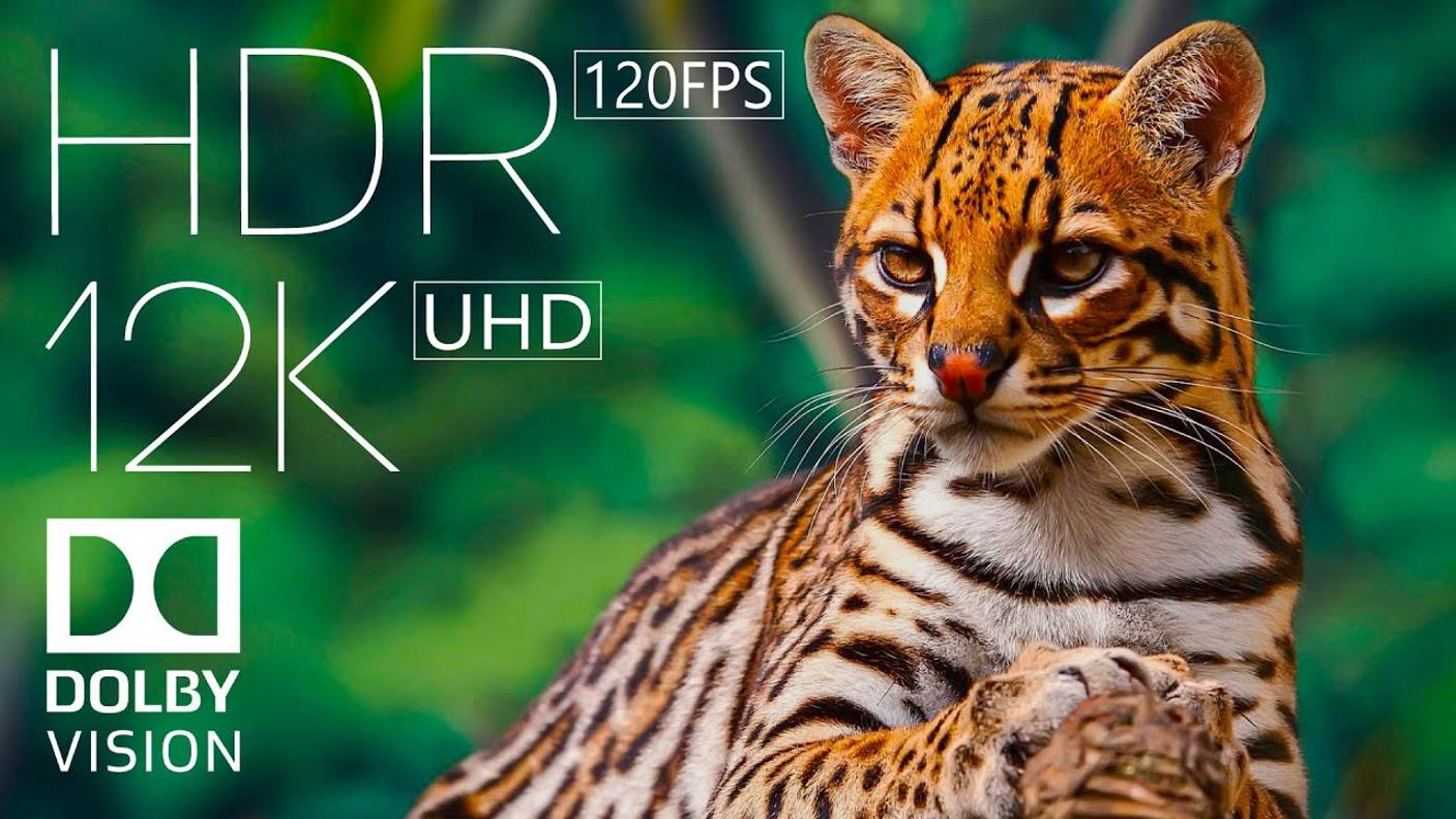 Животные в 12K HDR 120FPS Dolby Vision