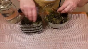 Что делать, если орхидея осталась без листьев?