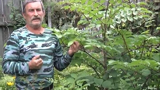 ВОЛШЕБНЫЙ РОСТОК о саженцах , загадка про растения, о дереве драконовом смотреть онлайн