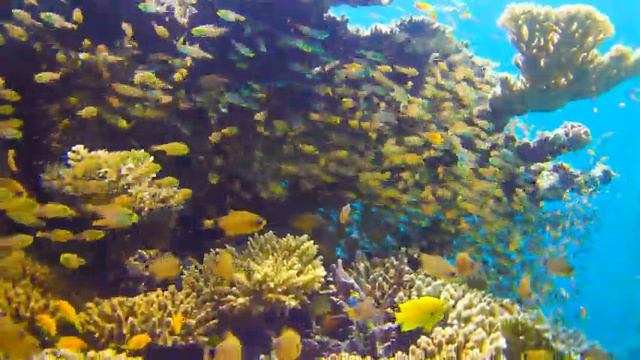 The Ocean 4K (ULTRA HD) - Tropical Fish, Coral Reefs - Reduce Stress And Anxiety