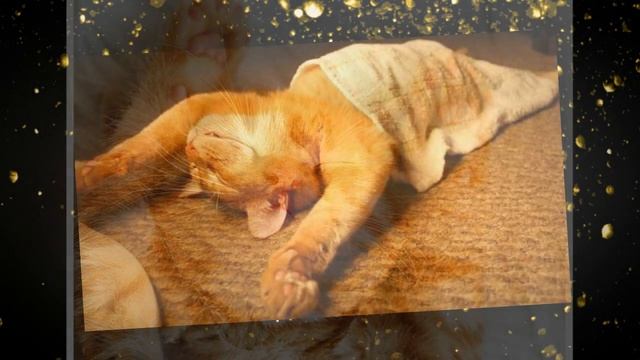Приютила кошечку на свою голову: рыба в паспорте, муж ищет топор! И смех и грех! Хохма! смотреть онлайн