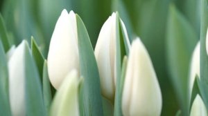 Albatros & Sweet Rosy Tulips (мы теплица Лаврики , это наши тюльпаны! =)