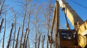 Глубокая омолаживающая обрезка тополей на штамб