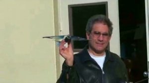 Летучая мышь на радиоуправлении от q-Cars.ru Летающие игрушки птицы :)