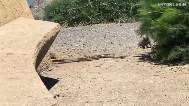 САМЫЕ ЖУТКИ НАПАДЕНИЯ ЗМЕЙ НА ЛЮДЕЙ И ЖИВОТНЫХ, От Которых Ты Офигеешь смотреть онлайн