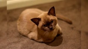 Бурманская кошка Уход, История