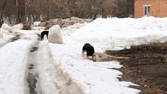 Косуля стала добычей собак - часть 2 смотреть онлайн