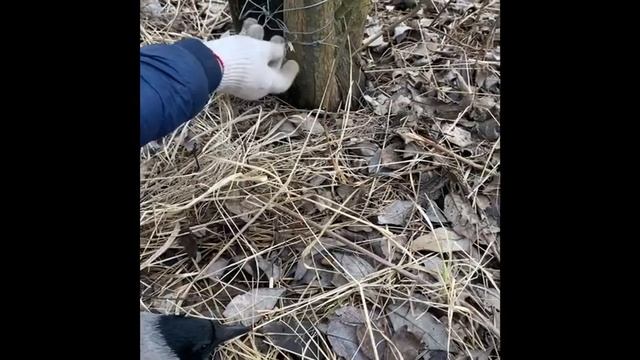 В поисках клада /спасаем ворону смотреть онлайн
