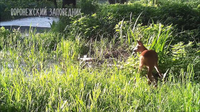 Заповедный водопой: июнь 2022 г. смотреть онлайн