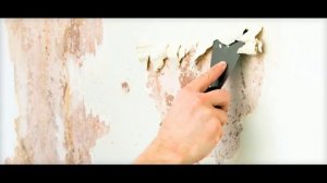 Как убрать плесень и грибок со стен: устраняем причины