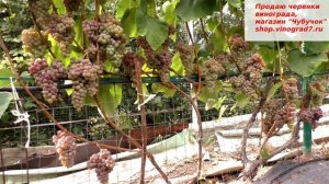 Виноград Рилайнс пинк сидлис один из лучших кишмишей лета, 1 класс бессемянности, подходит для изюм