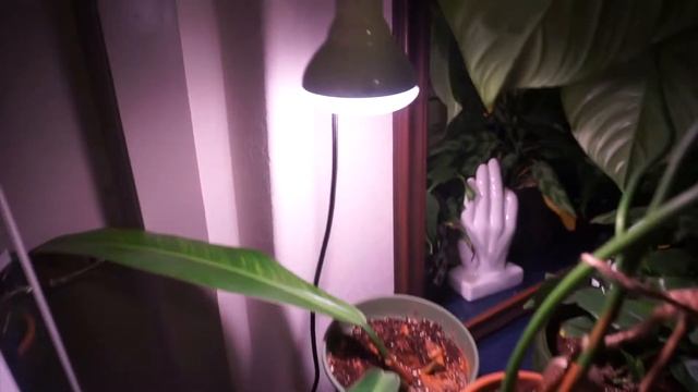 Philodendron Ruizii (ENGLISH)