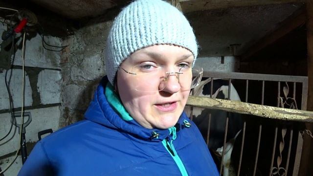 Предвестники скорого отёла коровы смотреть онлайн