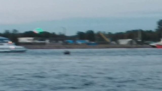 Морская жизнь в Санкт-Петербурге