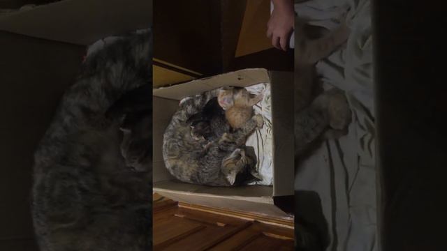 Спасли котят от крыс и голода)))