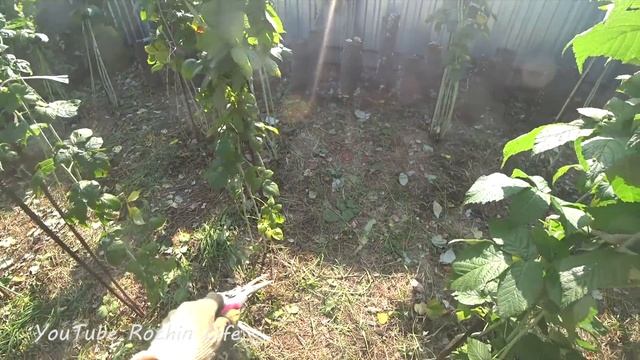 ЭТОТ СЕКРЕТ ПЕРЕДАЕТСЯ ИЗ ПОКОЛЕНИЯ В ПОКОЛЕНИЕ. Малина выращивание и уход смотреть онлайн