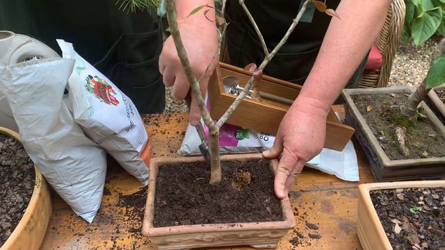 Vídeo com dicas para ensinar amadores como plantar bonsai смотреть онлайн