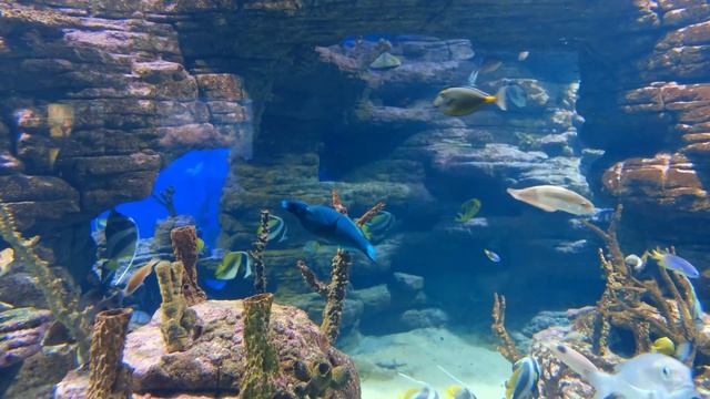 Aquarium | Relaxation and Meditation смотреть онлайн