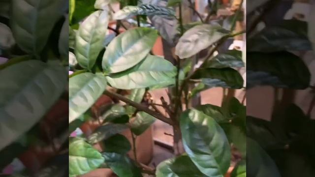 Обзор: лайм, бергамот смотреть онлайн