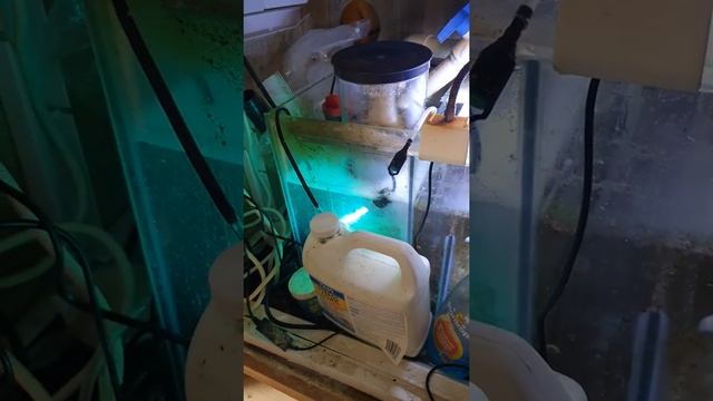 Boyu Sump Protein Skimmer DT-1516 working смотреть онлайн