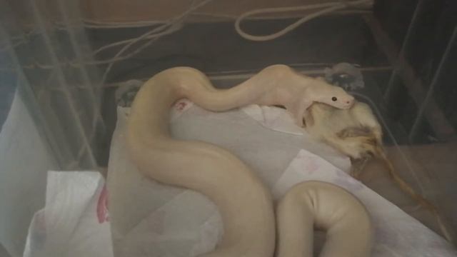 Питошка и неспешный ужин смотреть онлайн