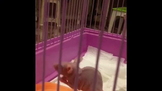 Лысая крыса Алиса ест огурец смотреть онлайн