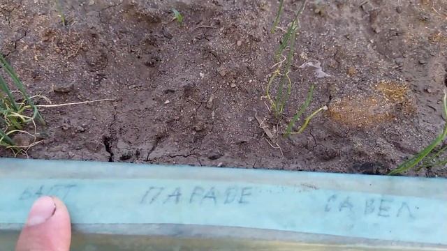 Лук на перо из семян/чернушки ч.1 смотреть онлайн