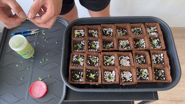 How to root Serissa bonsai cuttings in 3 weeks + 3 years progression 4K смотреть онлайн