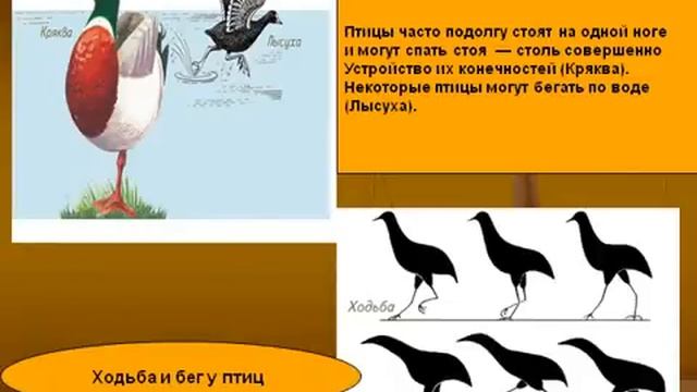 Внешнее строение птиц. Систематические группы птиц.AVI смотреть онлайн