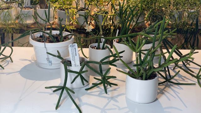 Rhipsalis neves-armondii form megalantha смотреть онлайн