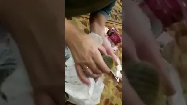 Распаковка кактусов смотреть онлайн