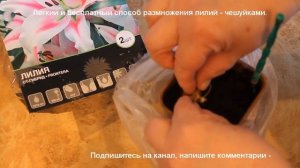 легкий способ размножения лилий чешуйками в домашних условиях. Часть вторая.