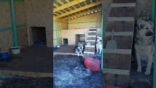 Вольер для бездомных собак. смотреть онлайн