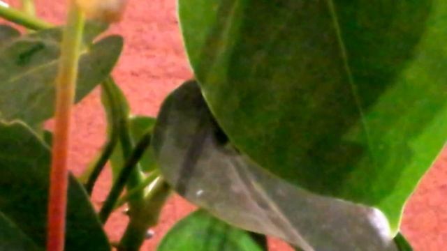 Anthurium (Tailflower, Flamingo flower or Laceleaf) - an 'easy-to-grow' Houseplant смотреть онлайн