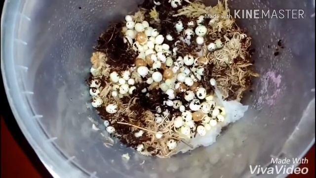 Ура!!Вылупляются улитята!!:)