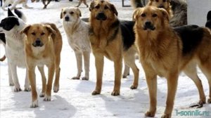 Много собак - толкование сонника