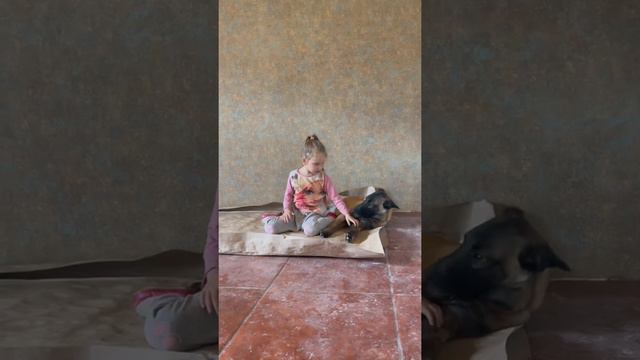 Малинуа лучшая подружка нашей доченьки. Бельгийская овчарка верный охранник и друг смотреть онлайн