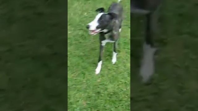 Щенок уиппета по кличке Декстер носится за удочкой | Тренировка и дрессировка борзой | Борзые пород смотреть онлайн