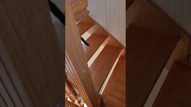 Котенок мейнкун Мартын бежит по лестнице смотреть онлайн