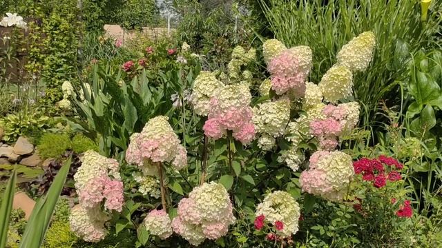 Гортензии . Роскошное ЦВЕТЕНИЕ и всё что для этого НЕОБХОДИМО.Обзор сада 10 августа. смотреть онлайн