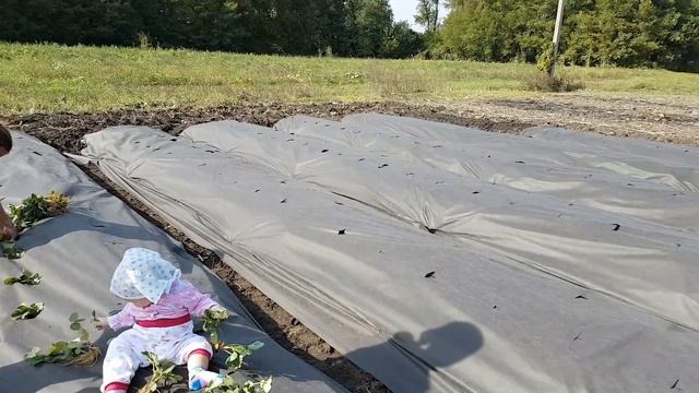 Сажаю клубнику сорт Азия смотреть онлайн