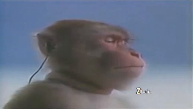 TF2 MONKEY WITH ROCKET JUMP WALTZ THEME смотреть онлайн