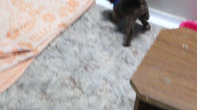 Игра бурманских котят. Бурма. смотреть онлайн