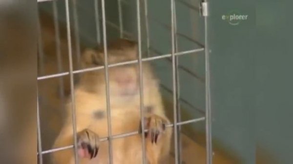 Супер машина для ловли сусликов