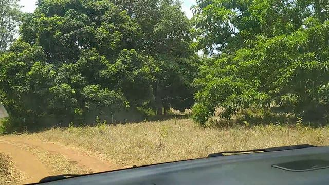 Заехали в центр и едем к вольеру Симбы/We stopped at the center and go to the Lion Simba enclosure смотреть онлайн