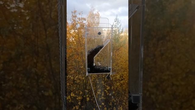 Синичкины трапезы. Новые гости