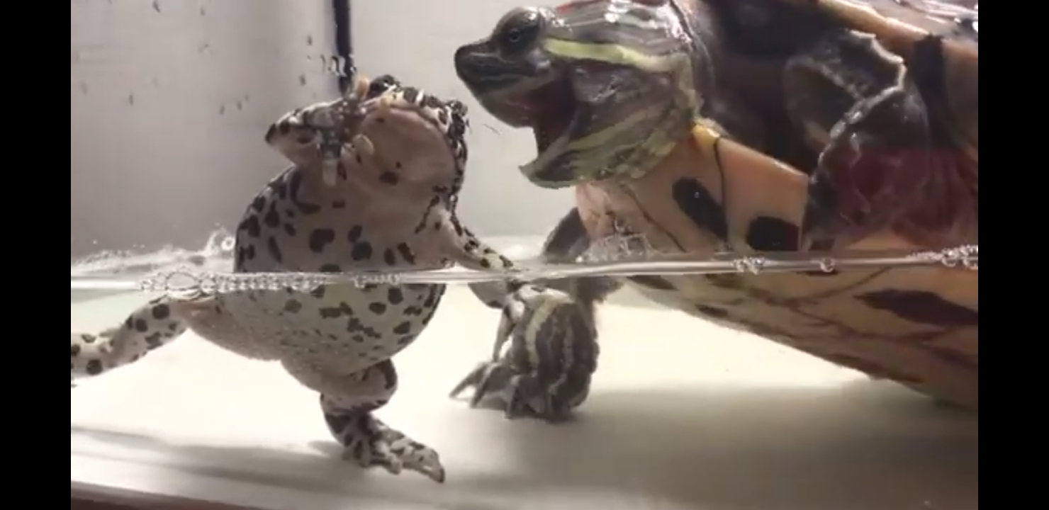 Хищная черепаха против жабы / кормление большой черепахи лягушкой / внимание живое кормление смотреть онлайн